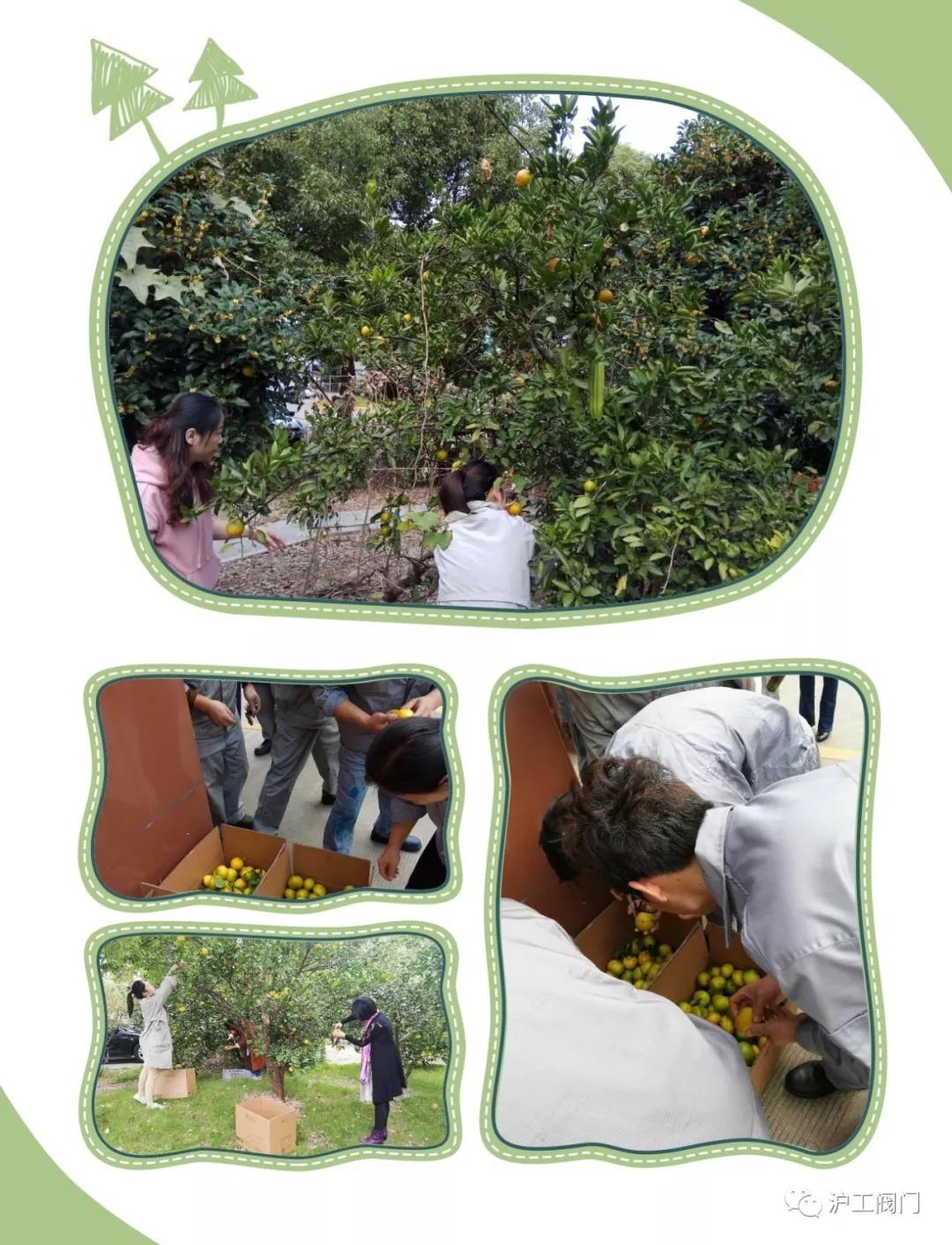收获橘子（图4）